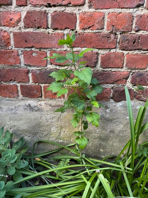 Diverse jonge hibiscussen, Tuin en Terras, Planten | Tuinplanten, Ophalen