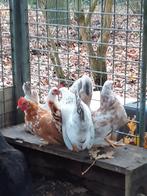 Serama hennetjes, Dieren en Toebehoren, Pluimvee