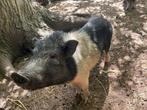 Micropig Snow, Animaux & Accessoires, Femelle, Porcs, 0 à 2 ans