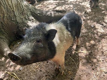 Micropig Snow, Femelle, Porcs, 0 à 2 ans