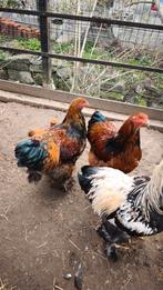 Coq et poule Brahmâ., Plusieurs animaux, Poule ou poulet