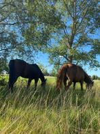 Vervoer gezocht 16/11 voor 2 paarden, Dieren en Toebehoren, Ophalen, 2-paards trailer