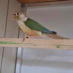 Pyrrhura molinae in turquoise mutaties en violet, Meerdere dieren, Parkiet, Geringd