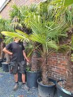 Palmier de haute qualité : Trachycarpus fortunei, Jardin & Terrasse, Plantes | Arbres, Enlèvement ou Envoi, Palmier