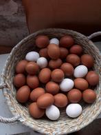 Verse eitjes te koop, Dieren en Toebehoren, Ophalen, Nieuw