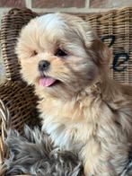 Lhasa apso pups, Dieren en Toebehoren, België, Overige rassen, CDV (hondenziekte), 8 tot 15 weken