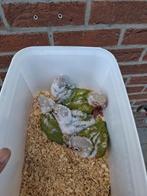 Conures molinae, Dieren en Toebehoren, Vogels | Overige Vogels
