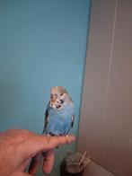 handtamme Engelse grasparkieten, Dieren en Toebehoren, Meerdere dieren, Tropenvogel, Tam