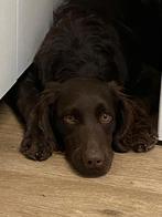 Kleine munsterlander reukes/ heidewachtel, Dieren en Toebehoren, België, 15 weken tot 1 jaar, CDV (hondenziekte), Meerdere