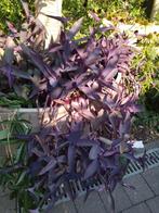 Kamerplanten en in de lente buitenplanten, Tuin en Terras, Planten | Tuinplanten, Ophalen, Lente