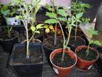 tros en snoeptomaatjes cherry en sweety, Tuin en Terras, Planten | Tuinplanten, Ophalen, Groenteplanten, Eenjarig, Halfschaduw