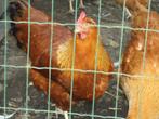 broedeieren new hampshire, Dieren en Toebehoren, Geslacht onbekend, Kip