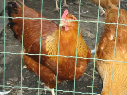 broedeieren new hampshire, Dieren en Toebehoren, Pluimvee, Kip, Geslacht onbekend