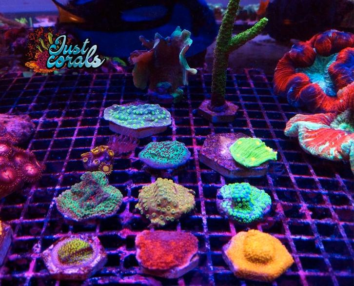 Koralen PROMO, Dieren en Toebehoren, Vissen | Aquariumvissen, Zoutwatervis, Overige typen