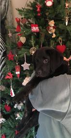 Kerstboom 180 cl, Diversen, Kerst, Ophalen