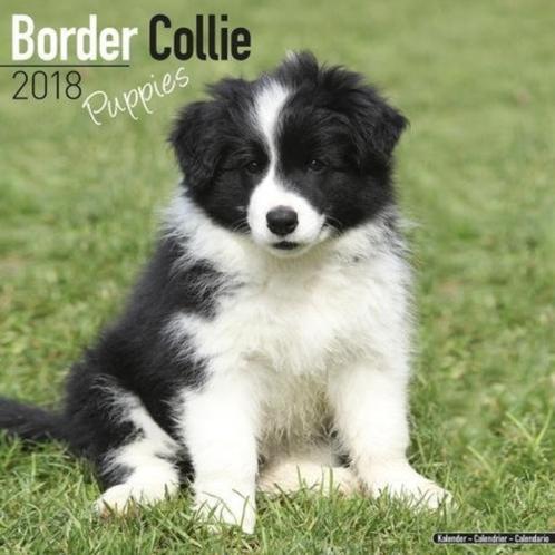 Border Collie puppykalender 2018, Diversen, Kalenders, Nieuw, Jaarkalender, Verzenden