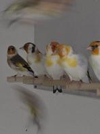 distelvinken, Dieren en Toebehoren