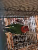 Ficheri, Geslacht onbekend, Dwergpapegaai of Agapornis, Geringd