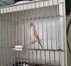 Major putter pop, Dieren en Toebehoren, Vogels | Overige Vogels, Vrouwelijk, Wildzangvogel, Geringd