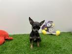 Mini chihuahua pup korthaar, België, 8 tot 15 weken, Meerdere, Chihuahua