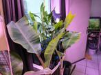 Musa Variagata Florida strain (bananenplant), Ophalen, Overige soorten, In pot, 100 tot 150 cm
