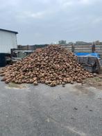 Voederbieten, Ophalen of Verzenden