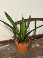 Grote sanceveria plant met pot, Enlèvement