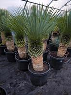 Yucca rostrata +50 cm stam, Tuin en Terras, Volle zon, Vaste plant, Zomer, Ophalen