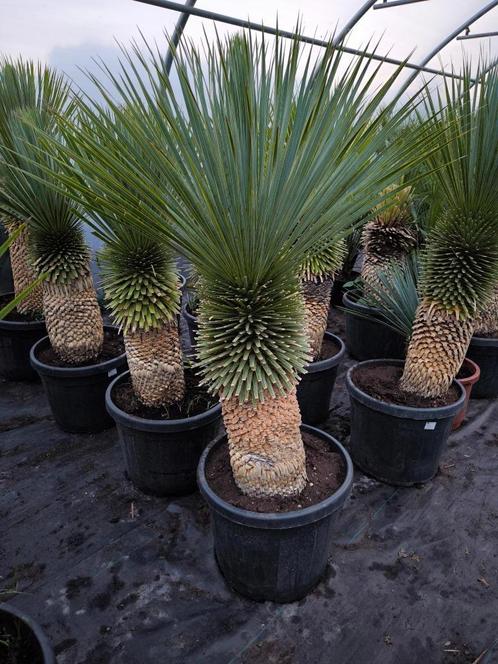 Yucca rostrata +50 cm stam, Tuin en Terras, Planten | Tuinplanten, Vaste plant, Overige soorten, Volle zon, Zomer, Ophalen