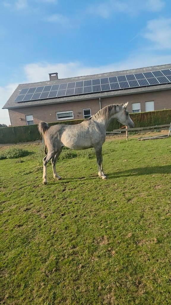 Poulain PSA 3 ans, Animaux & Accessoires, Chevaux, Étalon, Débourré, Moins de 160 cm, 3 à 6 ans, Avec pedigree, Avec puce électronique