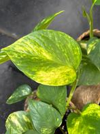 Epipremnum aureum, Huis en Inrichting, Kamerplanten, Ophalen of Verzenden