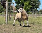 Kerry Hill ram van 2023, Tickets en Kaartjes