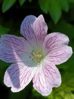 Geranium Versicolor, lees beschrijving, Tuin en Terras, Planten | Tuinplanten, Vaste plant, Halfschaduw, Lente, Ophalen