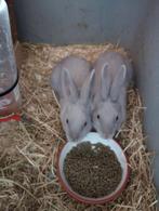 Parelgrijs van Halle, Dieren en Toebehoren, Konijnen, Meerdere dieren, Klein, 0 tot 2 jaar