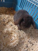 Dwerg hangoor konijn, Dieren en Toebehoren, Vrouwelijk, Dwerg, Hangoor, 0 tot 2 jaar