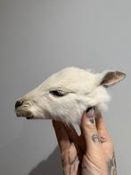 Taxidermie wallaby mummified, Verzamelen, Dierenverzamelingen, Ophalen of Verzenden, Nieuw, Overige soorten, Opgezet dier