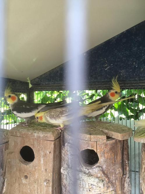 KWEEKKOPPELS WILDKLEUR VALKPARKIETEN VANAF 50 EURO/KOPPEL, Dieren en Toebehoren, Vogels | Parkieten en Papegaaien, Parkiet, Meerdere dieren