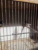 Rijstvogels 2024 2025, Dieren en Toebehoren
