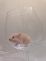 Goudhamsterpups, geboren op 18 oktober 2025., Dieren en Toebehoren, Knaagdieren, Hamster, Meerdere dieren, Tam, Oktober