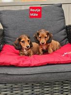 langhaar kaninchen teckel pups, Dieren en Toebehoren, Kaninchen, België, CDV (hondenziekte), 8 tot 15 weken