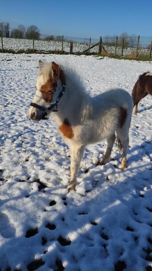 Minipaard miniatuurpaarden Nmprs, Dieren en Toebehoren, Pony's