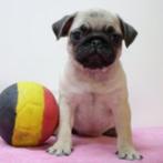 Belgische mopshond pups te koop, België, CDV (hondenziekte), 8 tot 15 weken, Meerdere