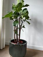 Ficus Lyrata op stam, Maison & Meubles, Plantes d'intérieur, Ficus, 150 à 200 cm, Enlèvement