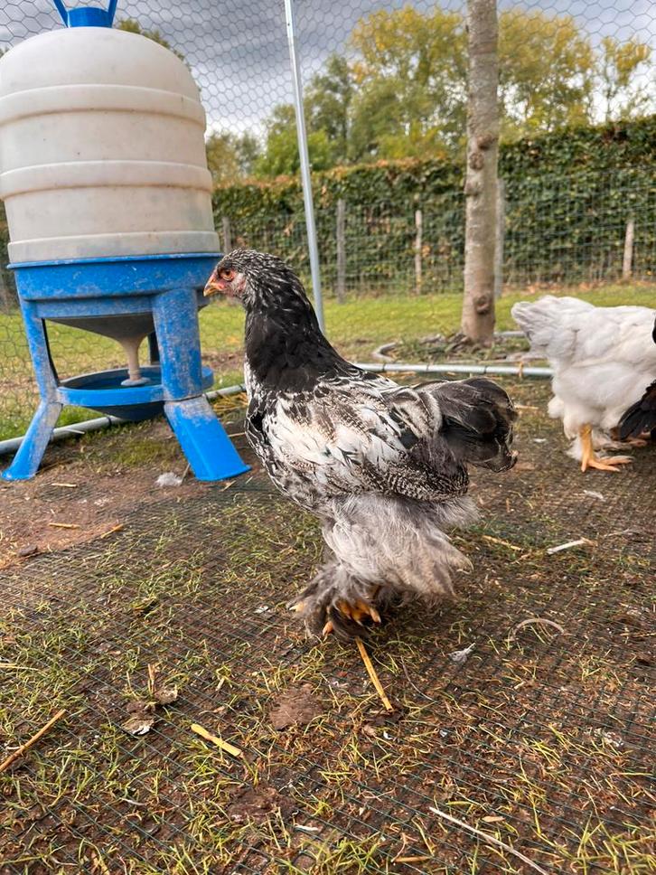 Brahma haantjes, Dieren en Toebehoren, Pluimvee, Kip, Mannelijk