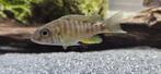 Aulonocara baenschi benga malawi cichliden, Dieren en Toebehoren, Vissen | Aquariumvissen, Vis, Zoetwatervis