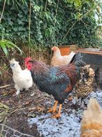 Raszuivere jonge Barnevelder haan, Animaux & Accessoires, Volatiles