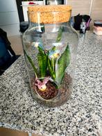 Terrarium met sanseveria, Huis en Inrichting, Ophalen