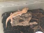 Paroedura Picta Axanthic Man., Dieren en Toebehoren, Hagedis, 0 tot 2 jaar