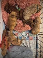 Labradoodle Pups - geboren 4 oktober 2025, België, Fokker | Hobbymatig, Overige rassen, 8 tot 15 weken