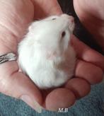 Syrische hamstertjes langharige, Animaux & Accessoires, Rongeurs, Hamster, Plusieurs animaux